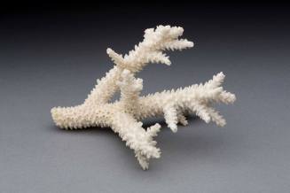 Staghorn coral
Coral
1751